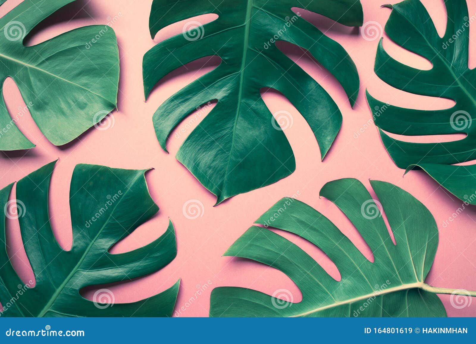 Groet Neerduwen verjaardag Mooie Monstera Laat Bladeren Op Kleurrijk Blad Voor Het Versieren Van  Samenstellingsontwerp-achtergrond Stock Afbeelding - Image of hipster,  achtergrond: 164801619