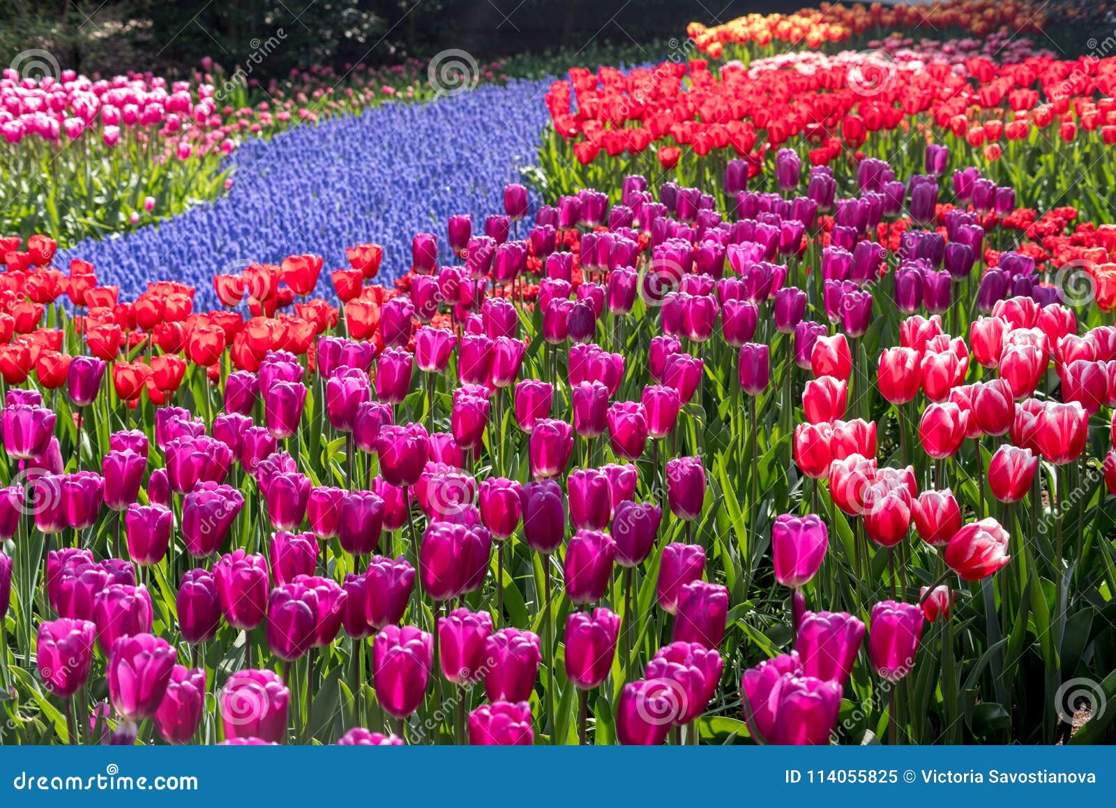Voorbijganger halsband Bestuiver Mooie Nederlandse bloemen stock afbeelding. Image of kleur - 114055825