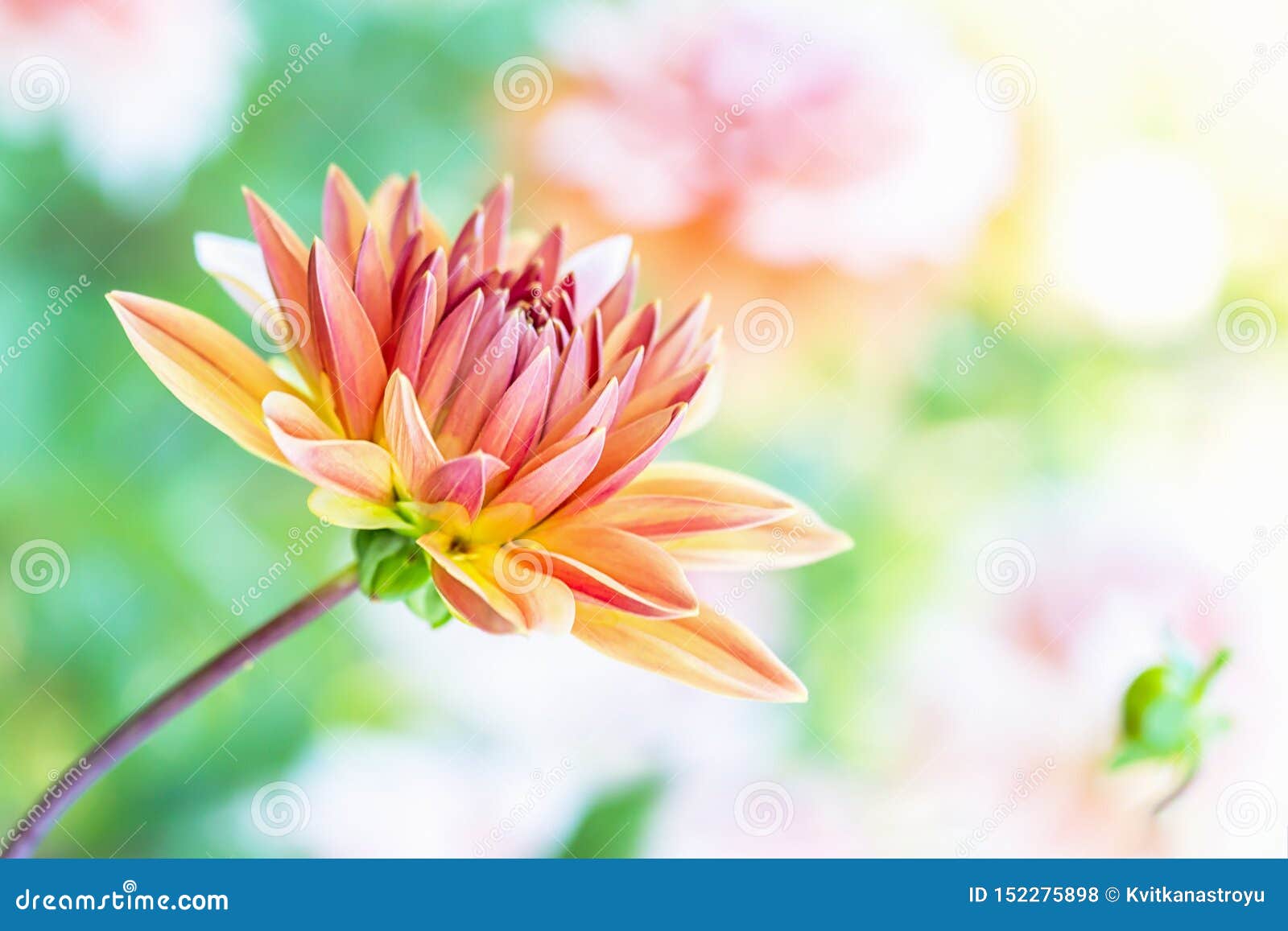 Mooie oranje dahliabloem op een lichte achtergrond De ruimte van het exemplaar. De mooie bloem van de orang-oetandahlia op een lichte achtergrond De ruimte van het exemplaar