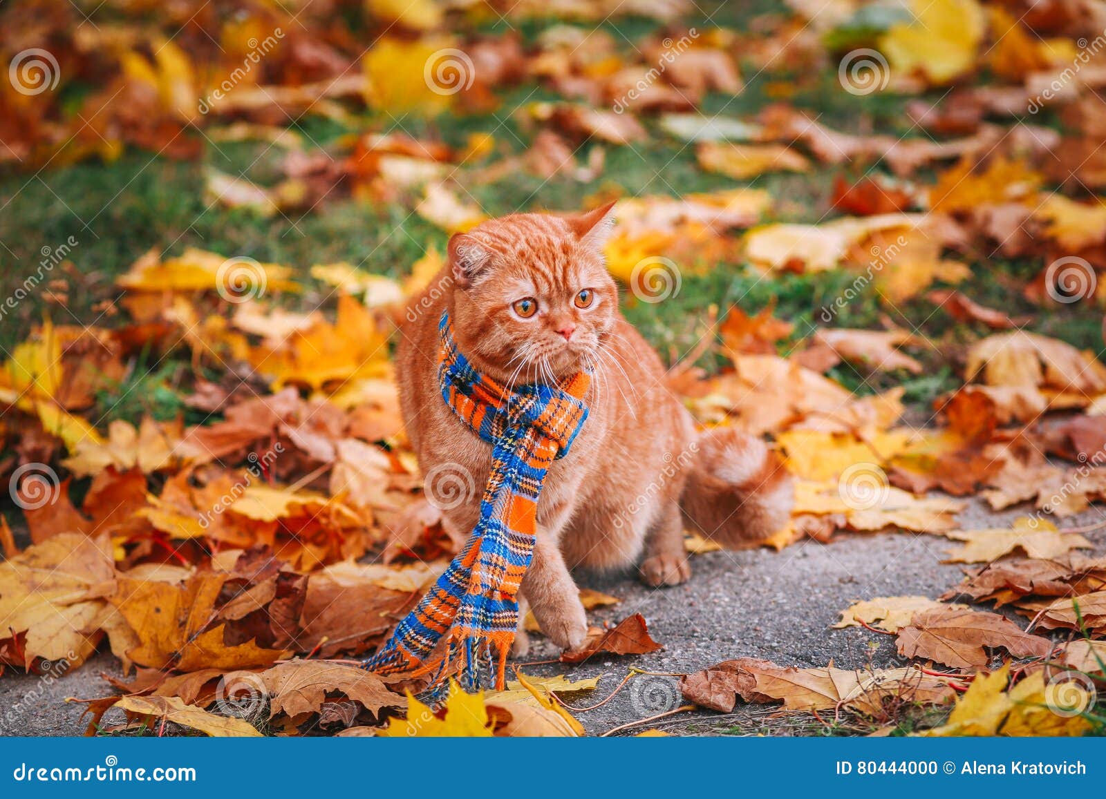 Рыжий котик в шарфике осенью