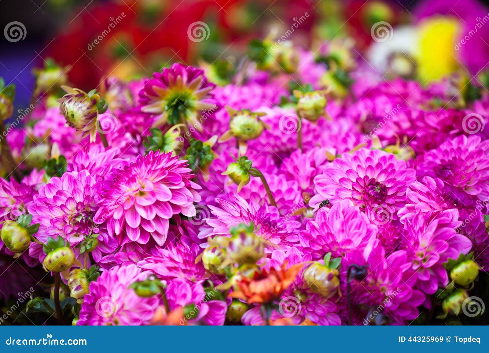 Mooie roze dahlia'sbloemen Horizontaal schot met selectieve nadruk