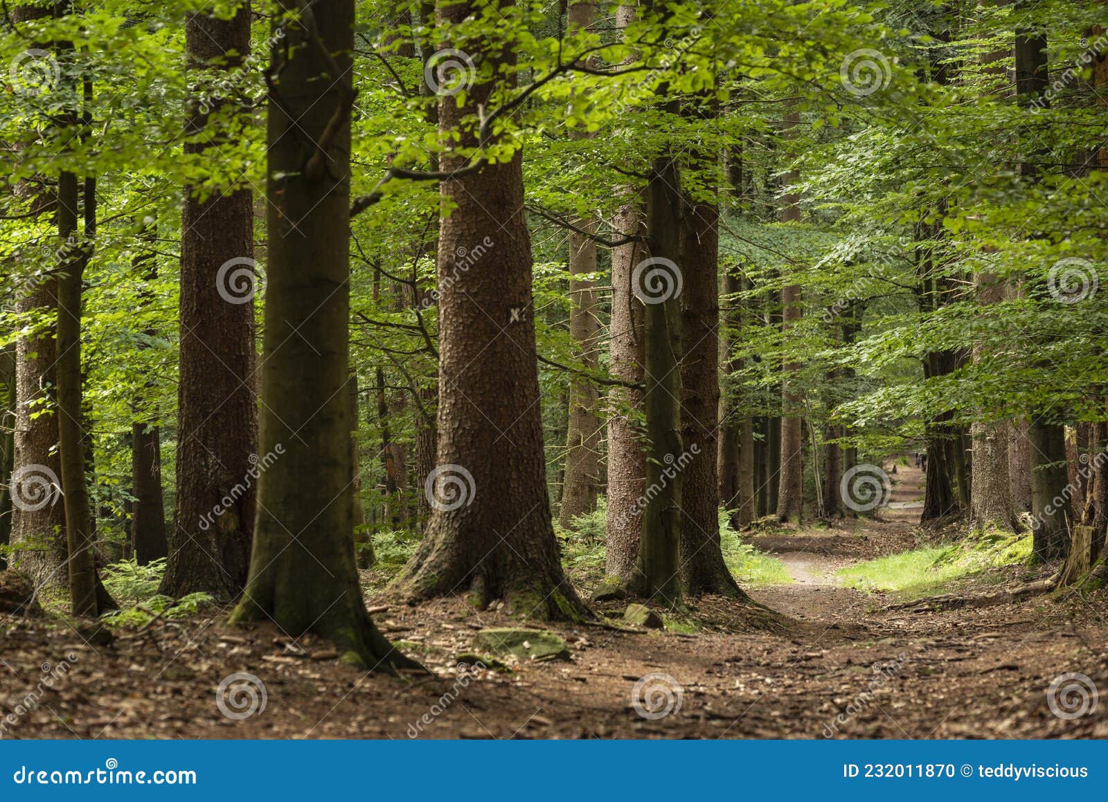 doe alstublieft niet officieel Inpakken Mooie Woudwandelende Weg Morth Teutoburg Bos Duitsland Stock Foto - Image  of boom, mooi: 232011870