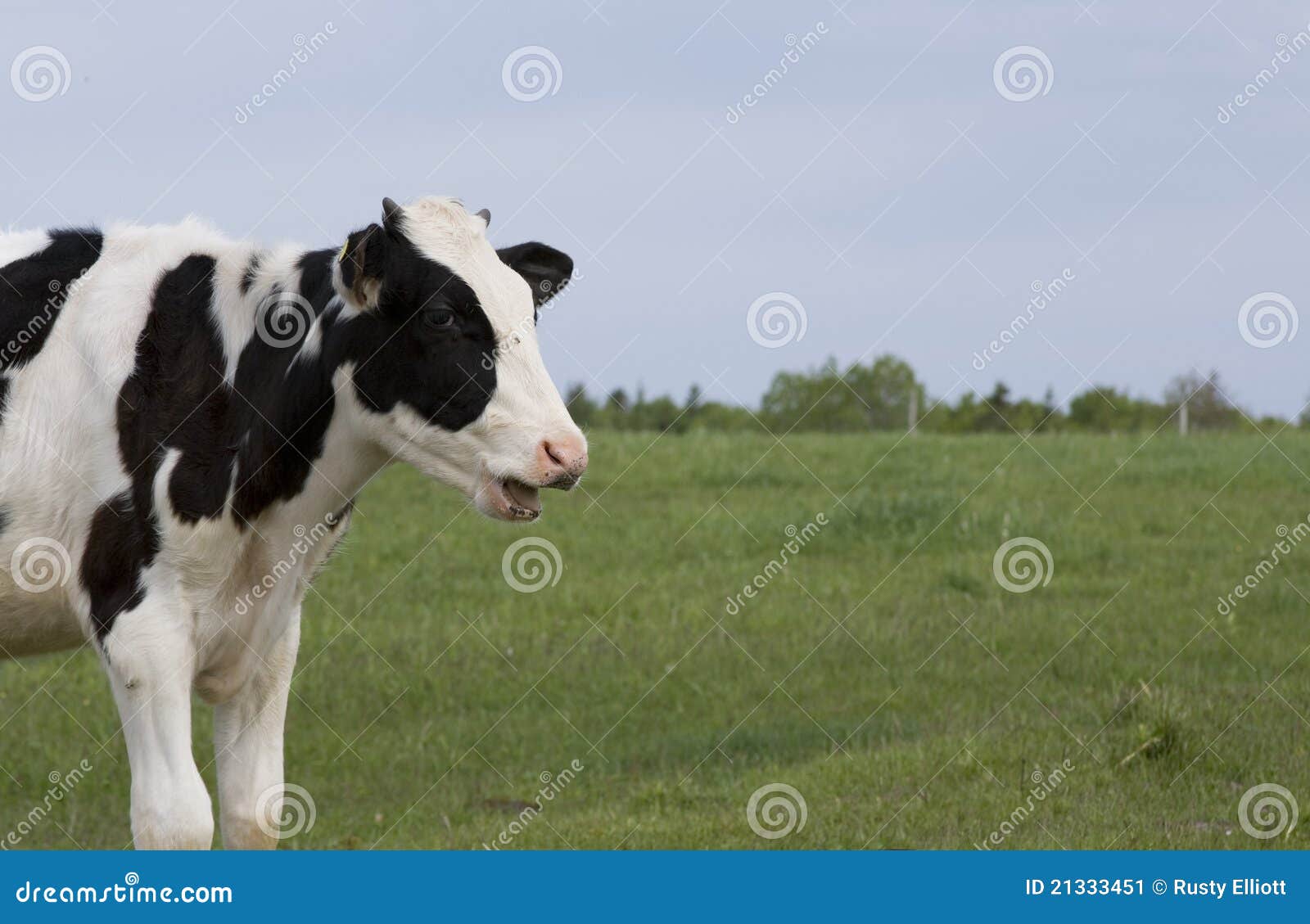 Mooing Calf stock image. Image of animal, field, agriculture 21333451