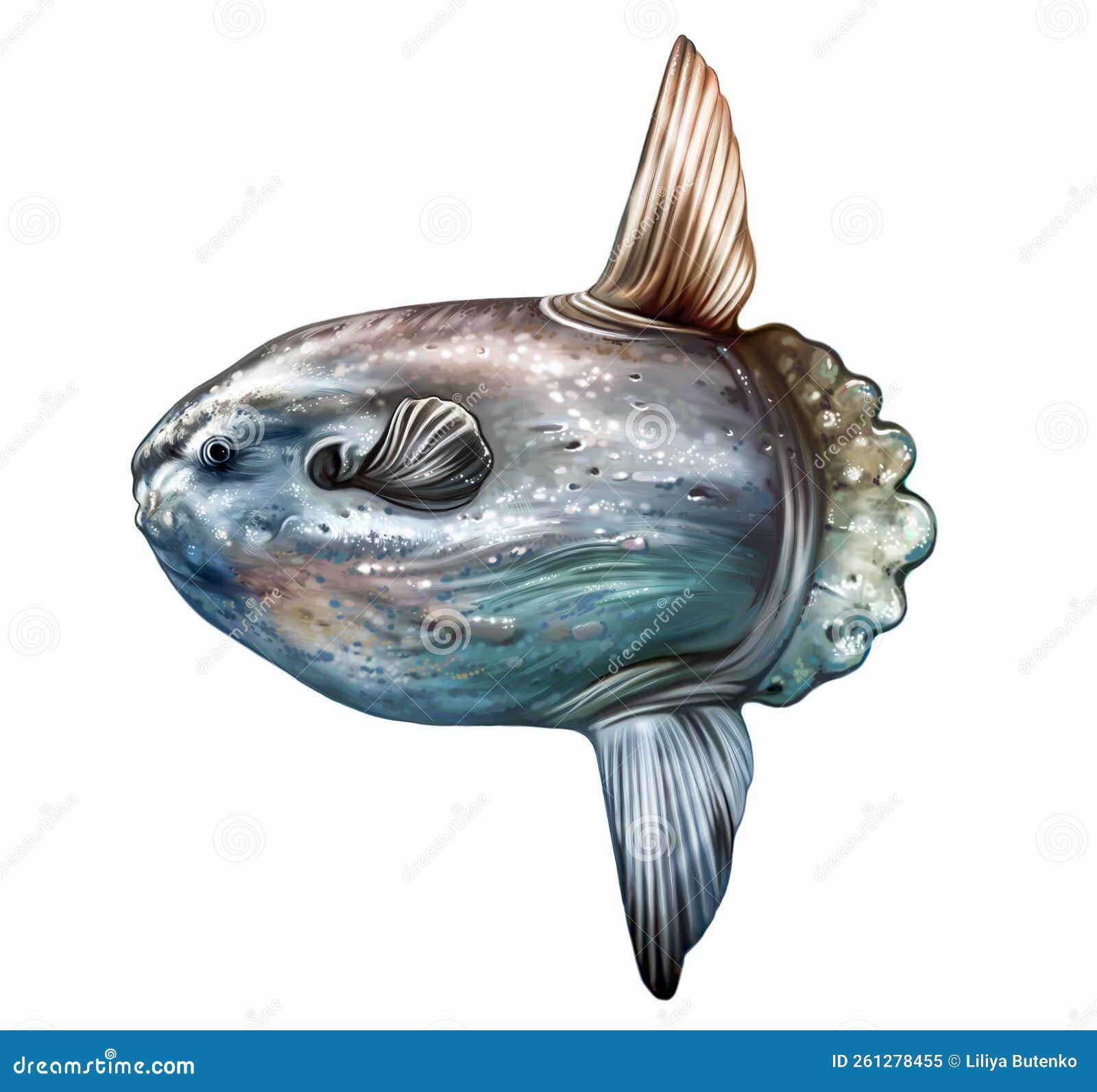 Moon Fish, Sun Fish, Head Fish, Mola Mola Stock Illustration - Illustration  of marine, reef: 261278455