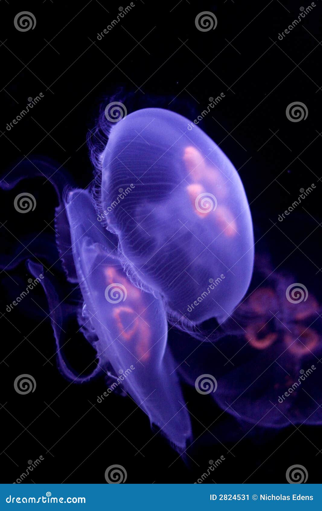 Moon Sea Jellyfish Aurelia Aurita Inside Aquarium With Black Background ...