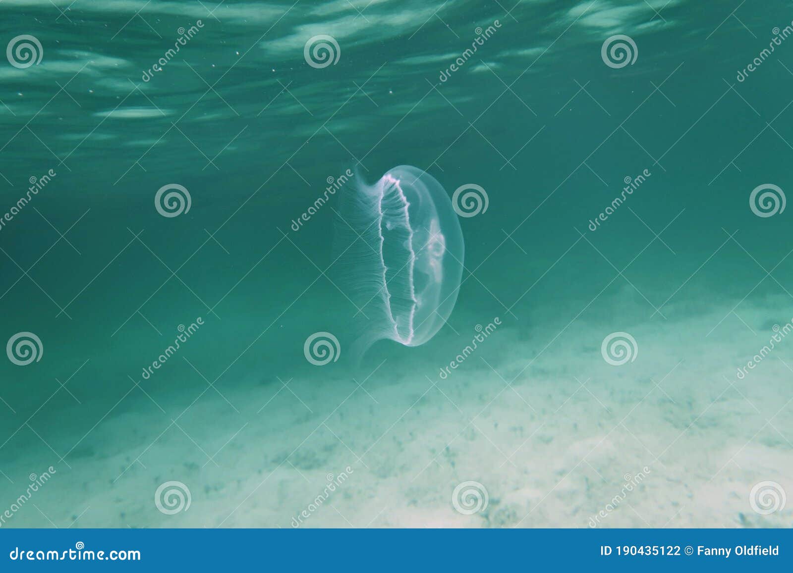Moon Jellyfish in Eleuthera Bahamas Stock Photo Image of water