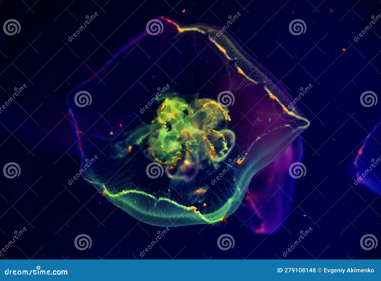Moon Jellyfish Illuminated in the Aquarium Close-up Stock Photo - Image ...