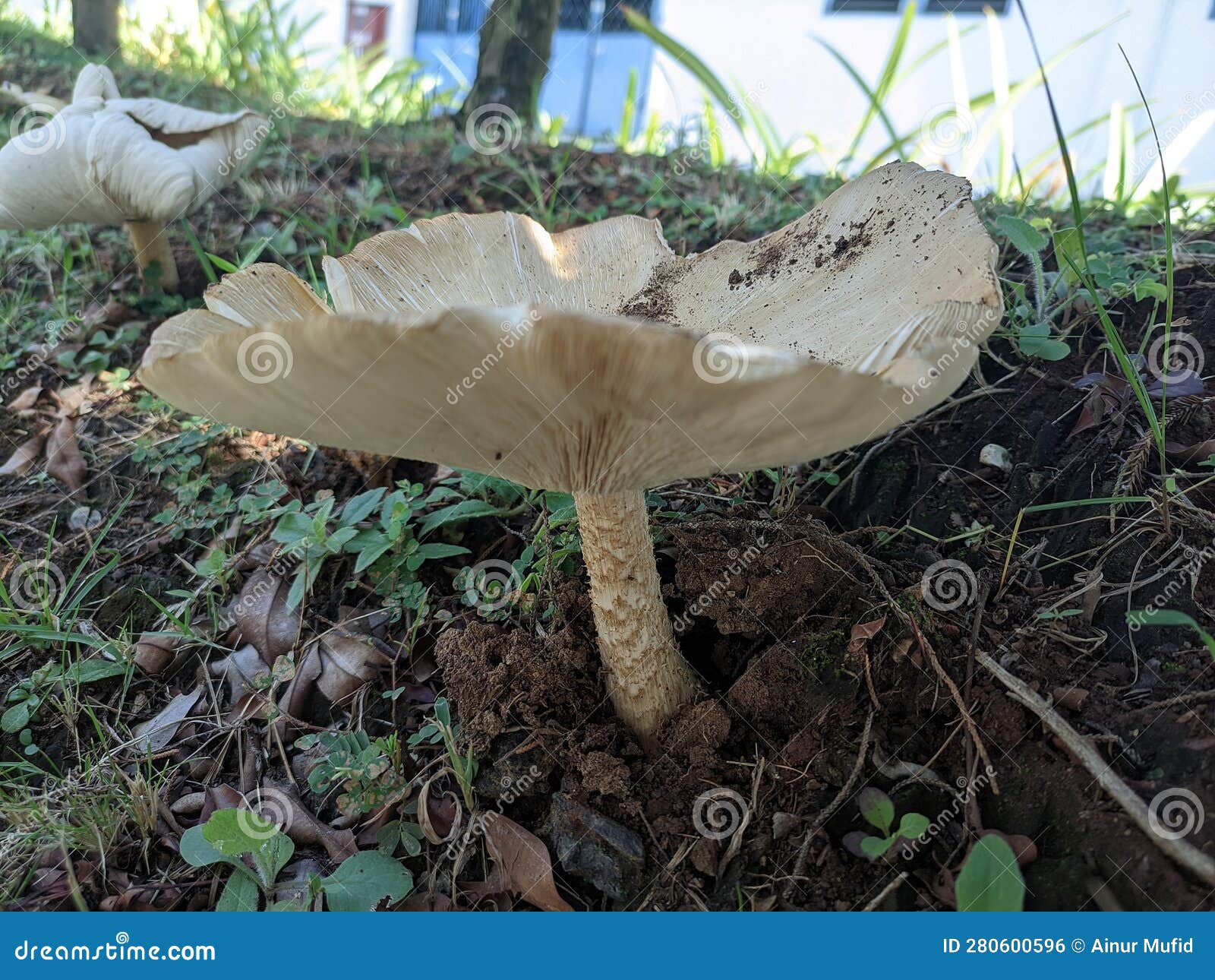 moon mushroom, also called supa barat or suung bulan (gymnopus sp) mushroom with a white cap (umbrella)