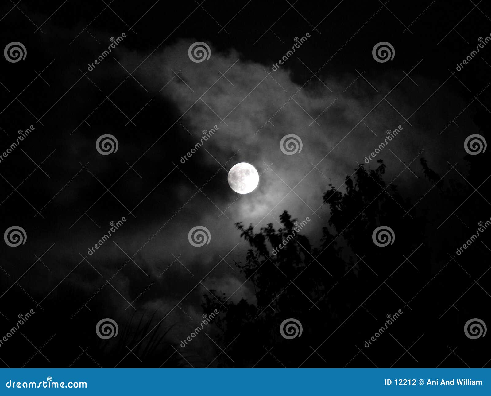 Moon - night beauty stock photo. Image of night, leaf, shine - 12212