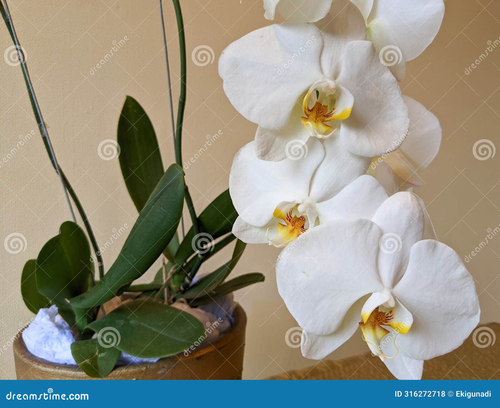 the moon orchid & x28;phalaenopsis amabilis& x29; can be used as interior  s that impart an elegant impression.