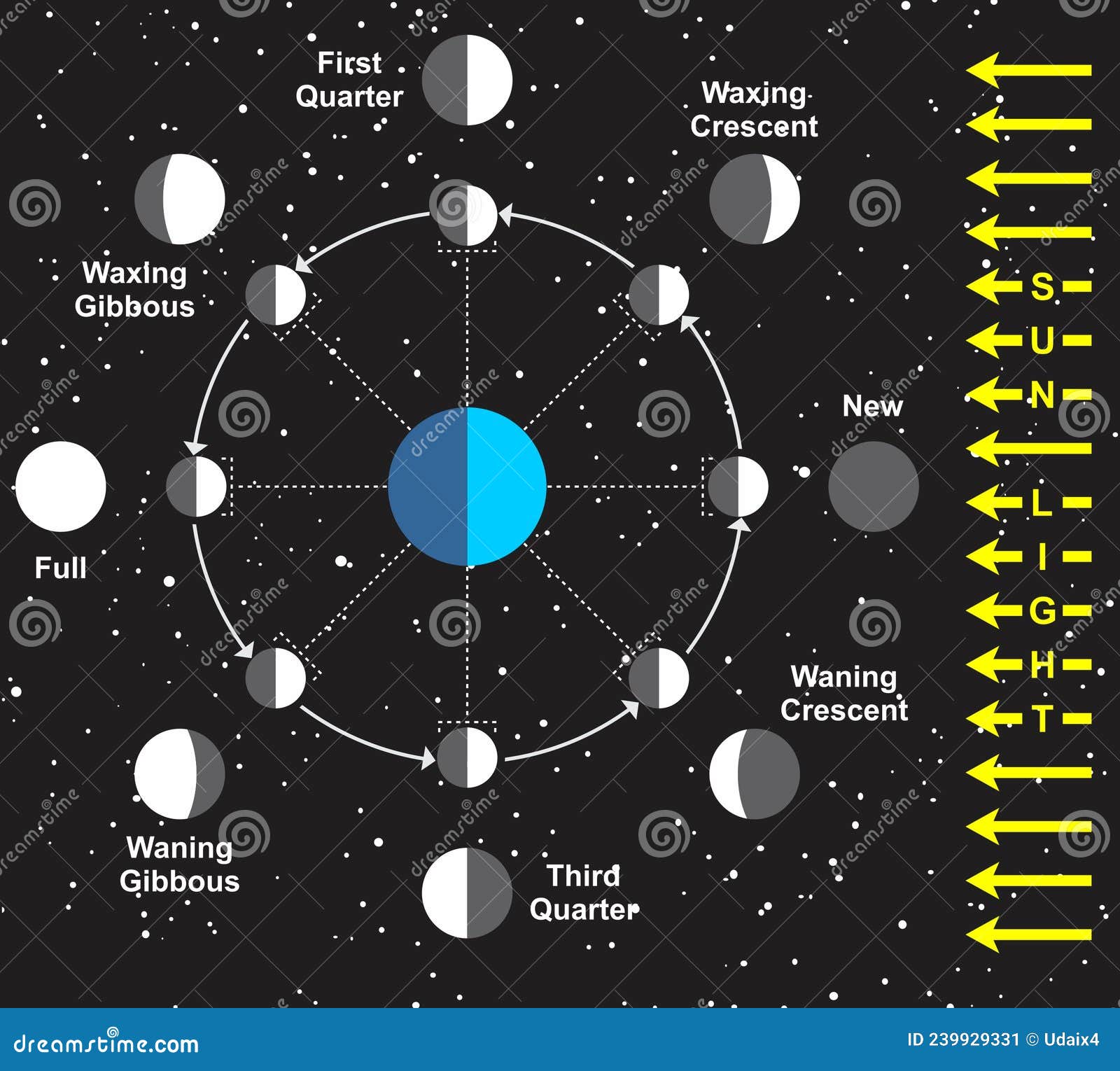 Moon Phases Vector Infographic Diagram Stock Vector - Illustration of ...