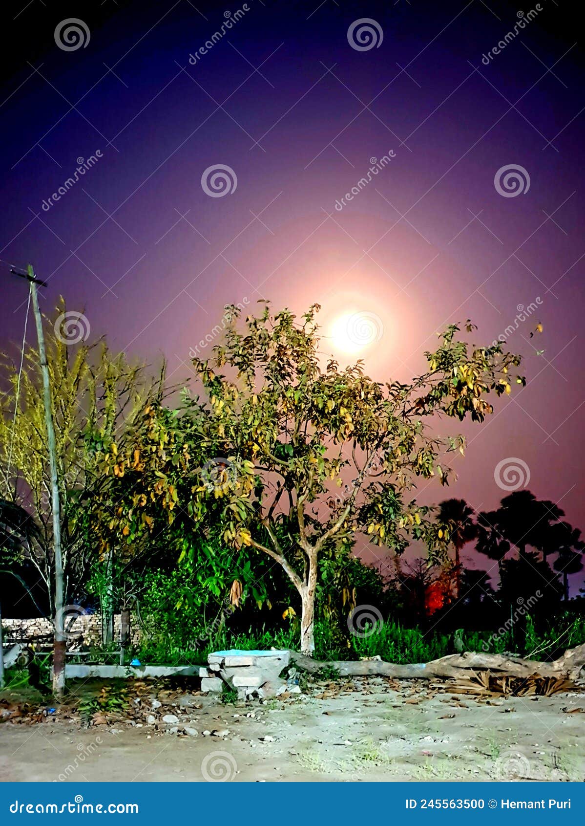 Moon Tree Village Guava Tree Night Flower Stock Photo Image of