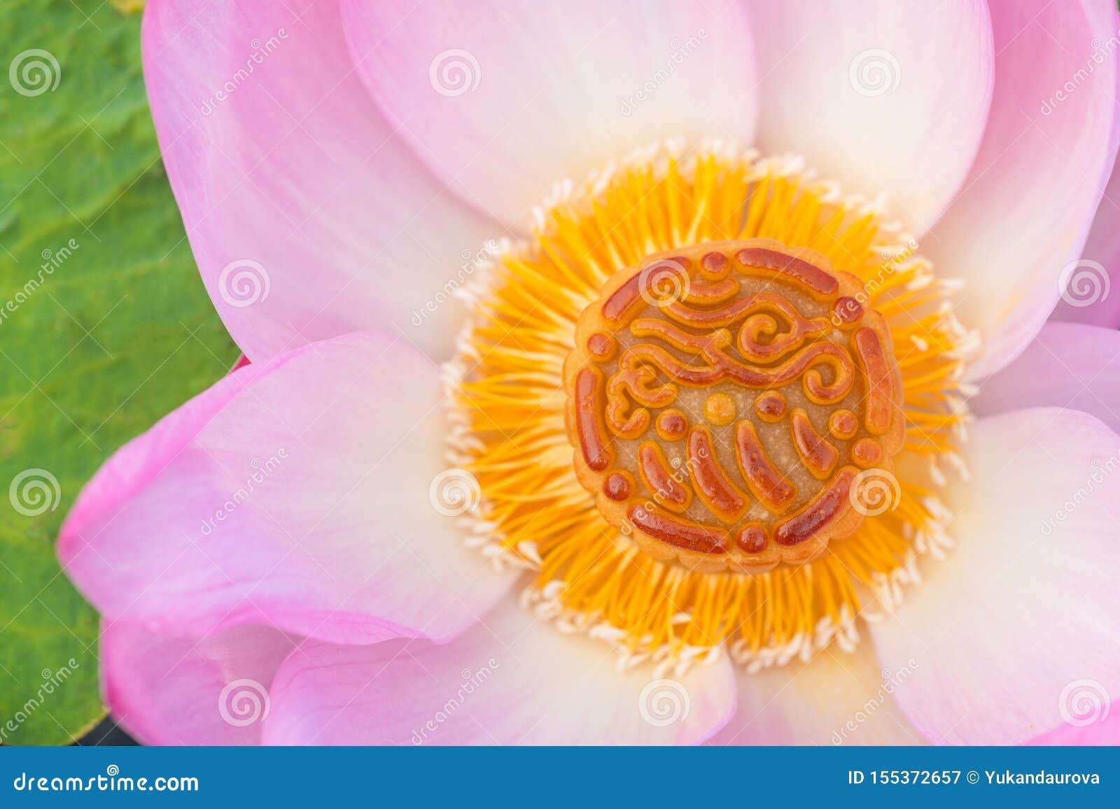 Mooncake In A Fresh Pink Lotus Flower On A Green Leaves