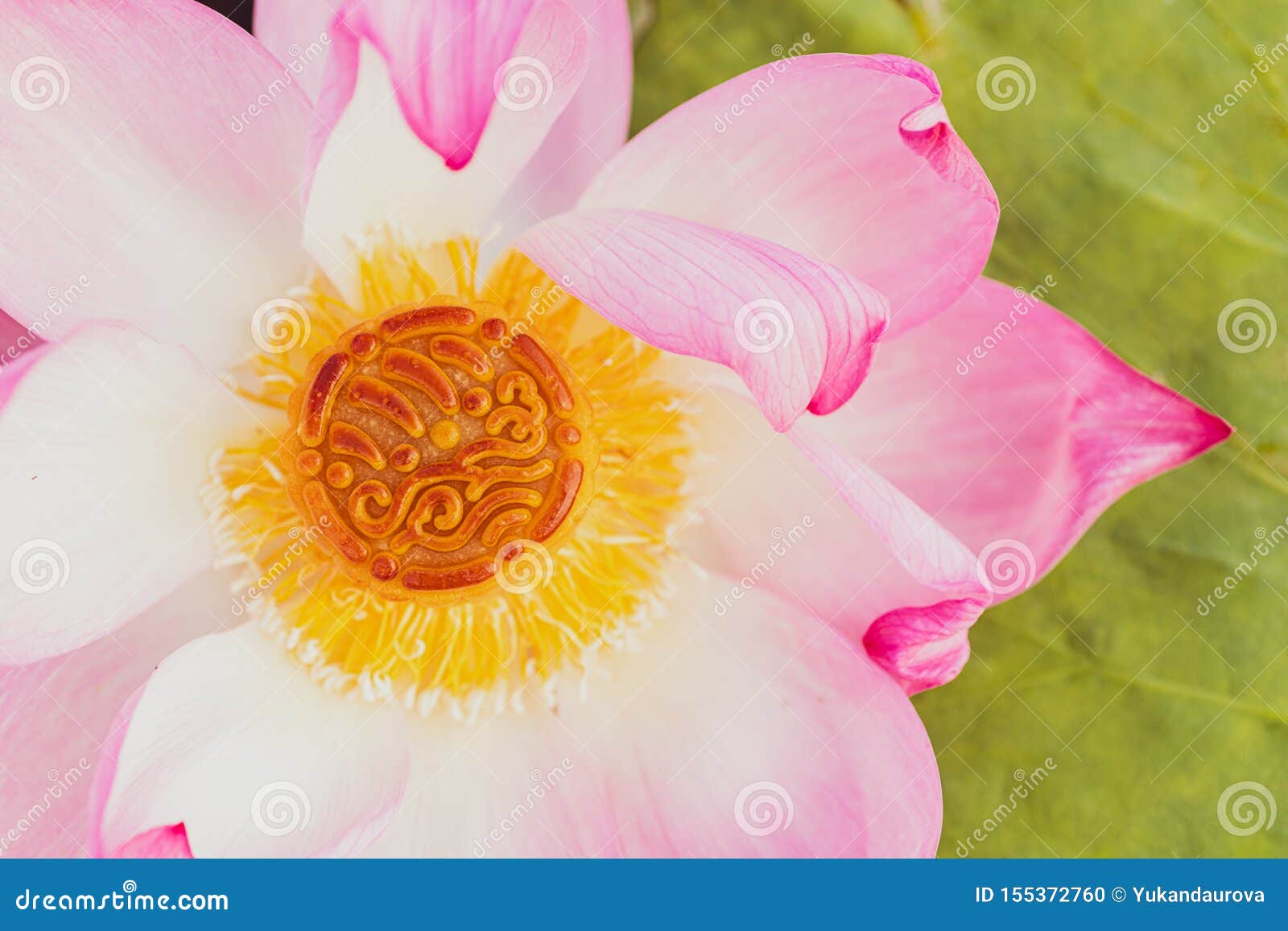 Mooncake In A Fresh Pink Lotus Flower On A Green Leaves