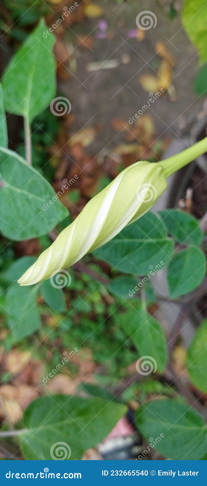 Moonflower vine bud stock photo. Image of leaf, petal 232665540