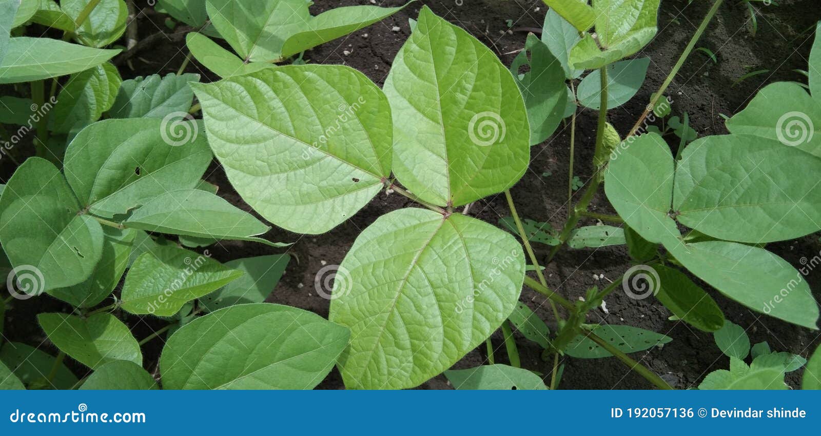 Moong Dal Plant and Green Leaf Stock Photo Image of branch, evergreen 192057136