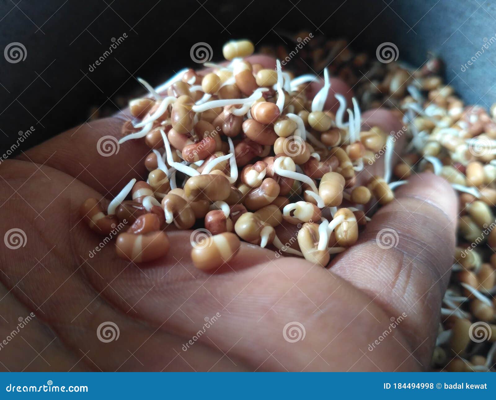 Moong Sprouts for Healthy Breakfast in Morning Stock Photo Image of