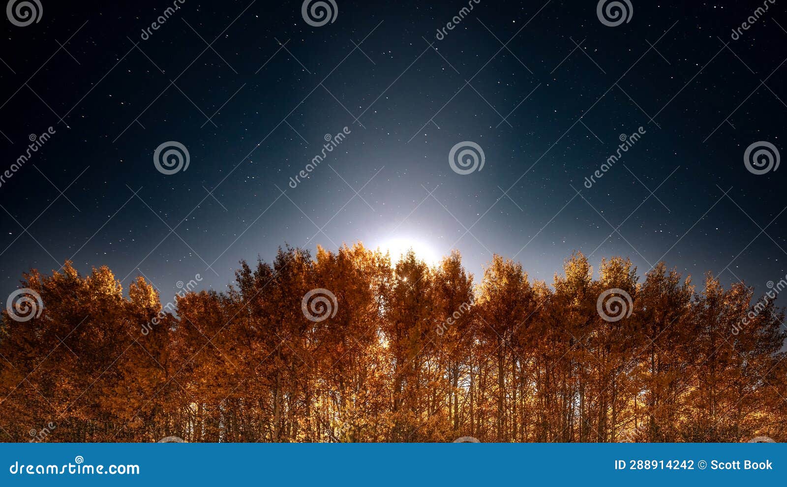 moonlight behin aspen trees at night during fall