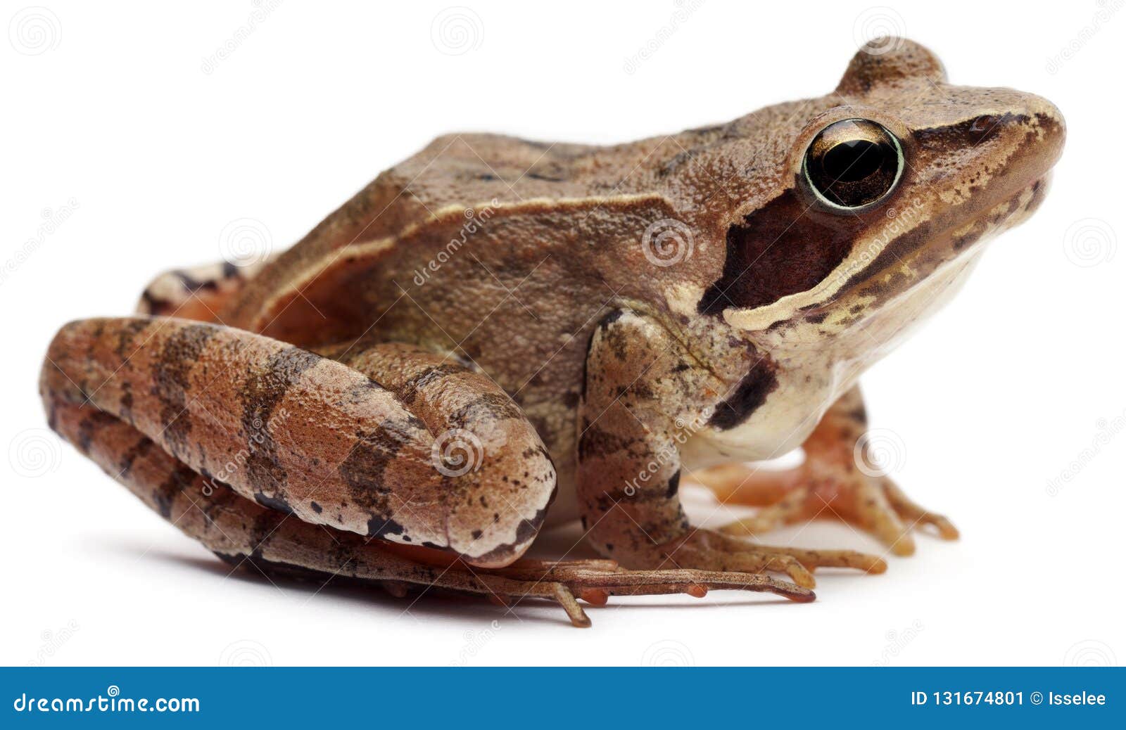 moor frog, rana arvalis, in front of white background