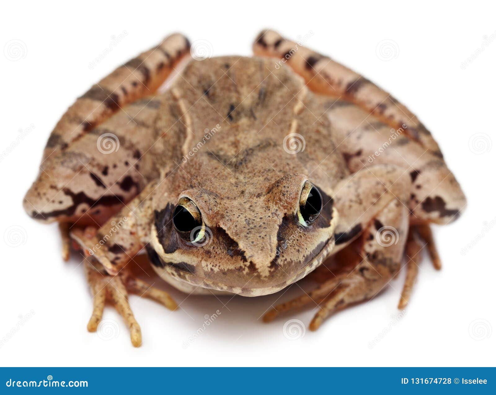 moor frog, rana arvalis, in front of white background