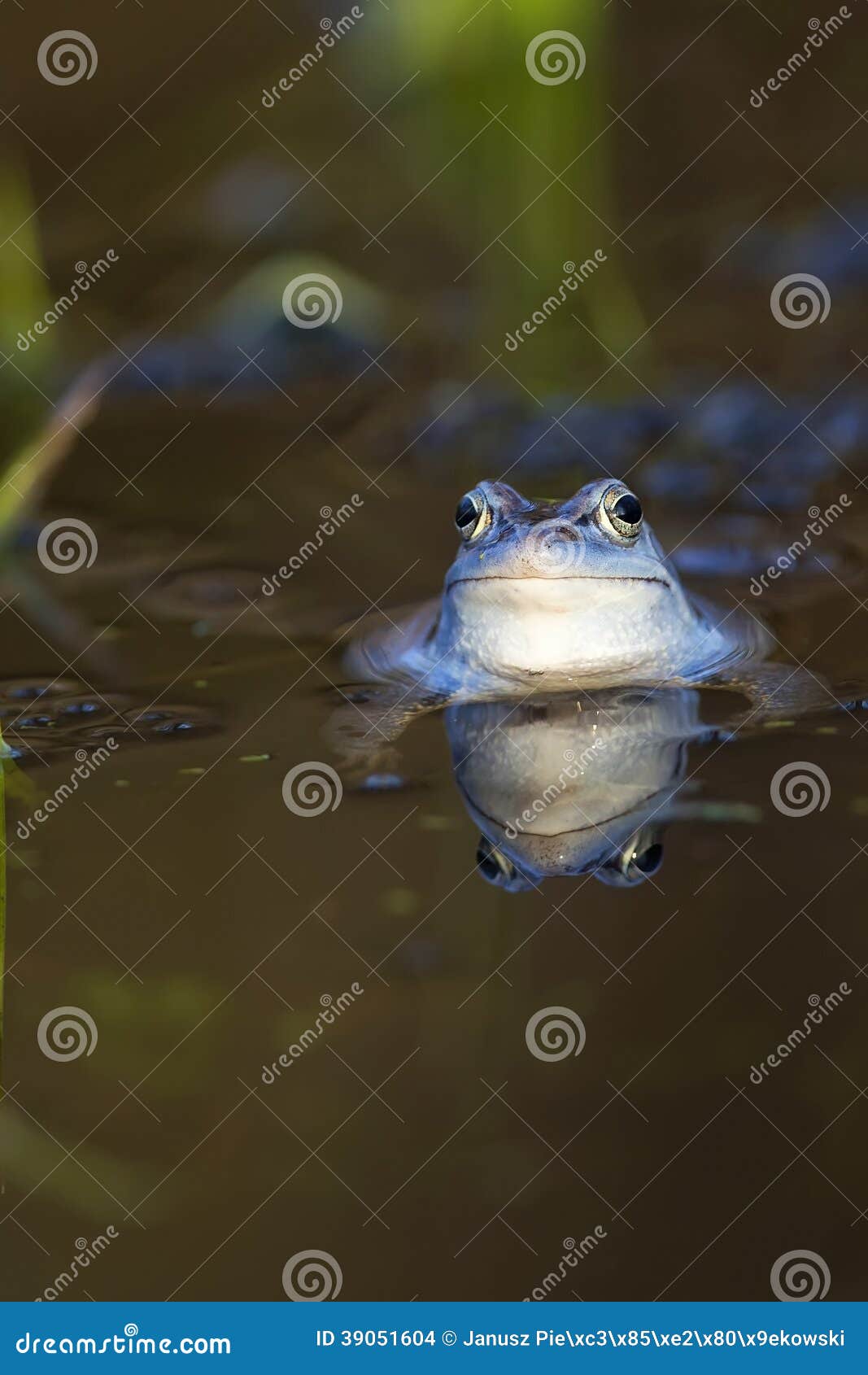 moor frog in the wild