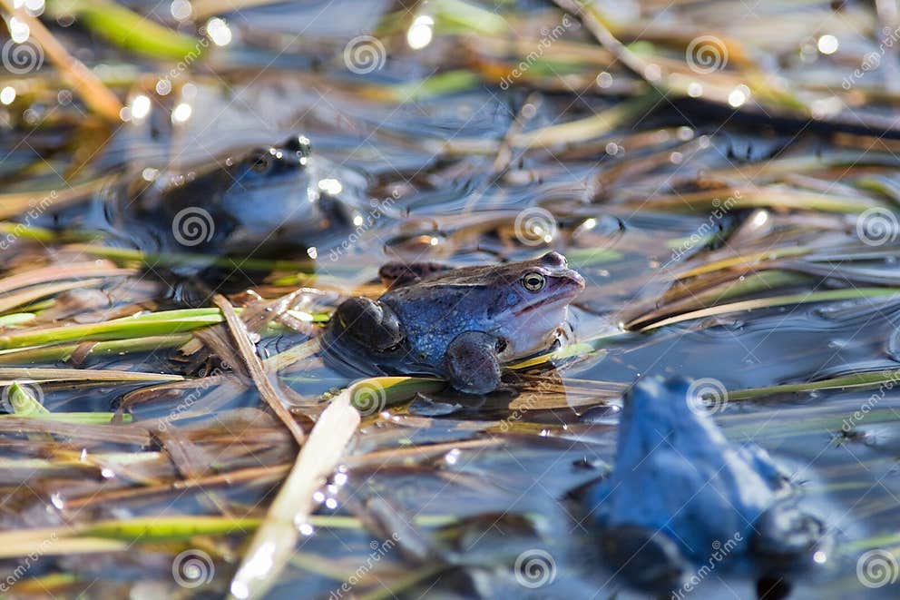 Moor frogs stock photo. Image of resource, amphibious 14071206