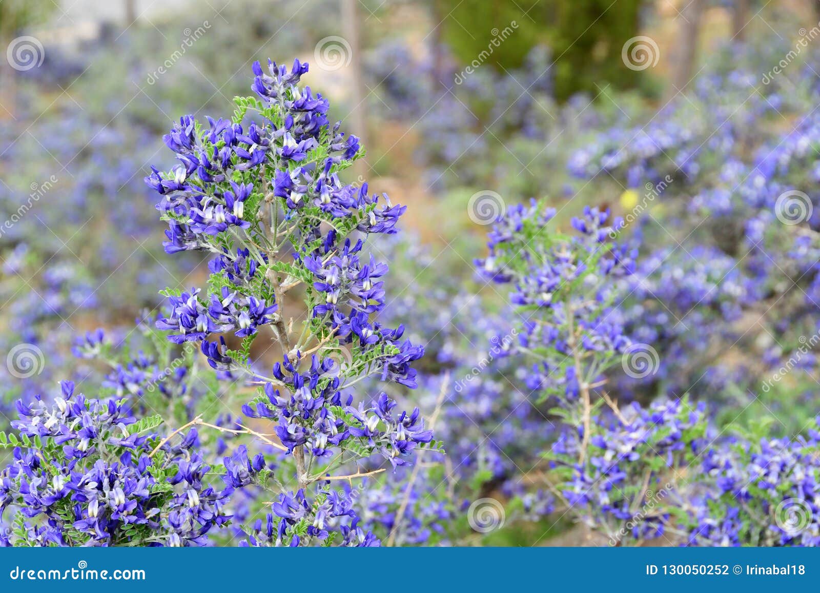 Moorcraft of Sophora Sophora Moorcroftiana. Tibetan Plateau, China ...