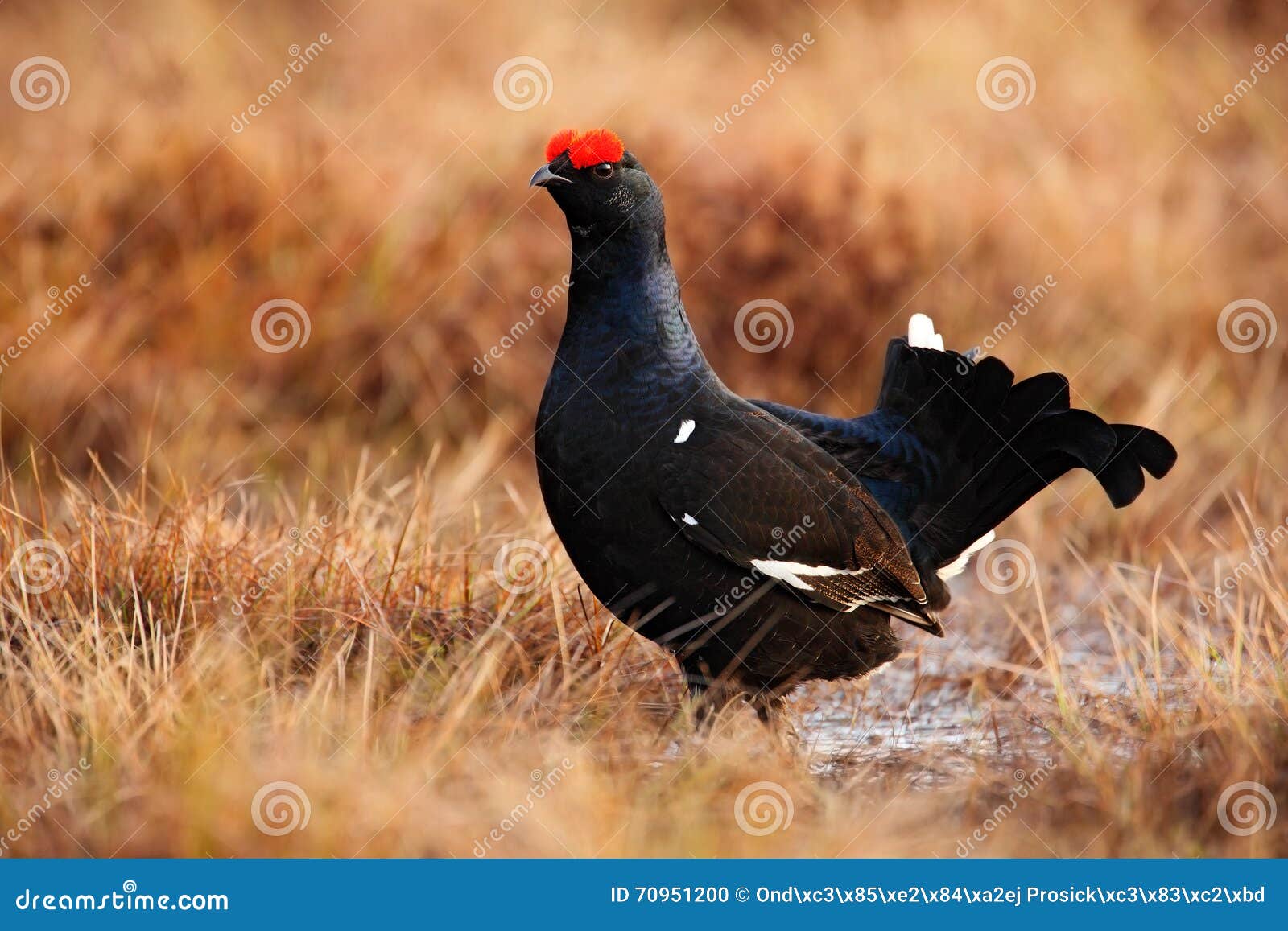 Moorhuhn Tier Moorhuhn Tier