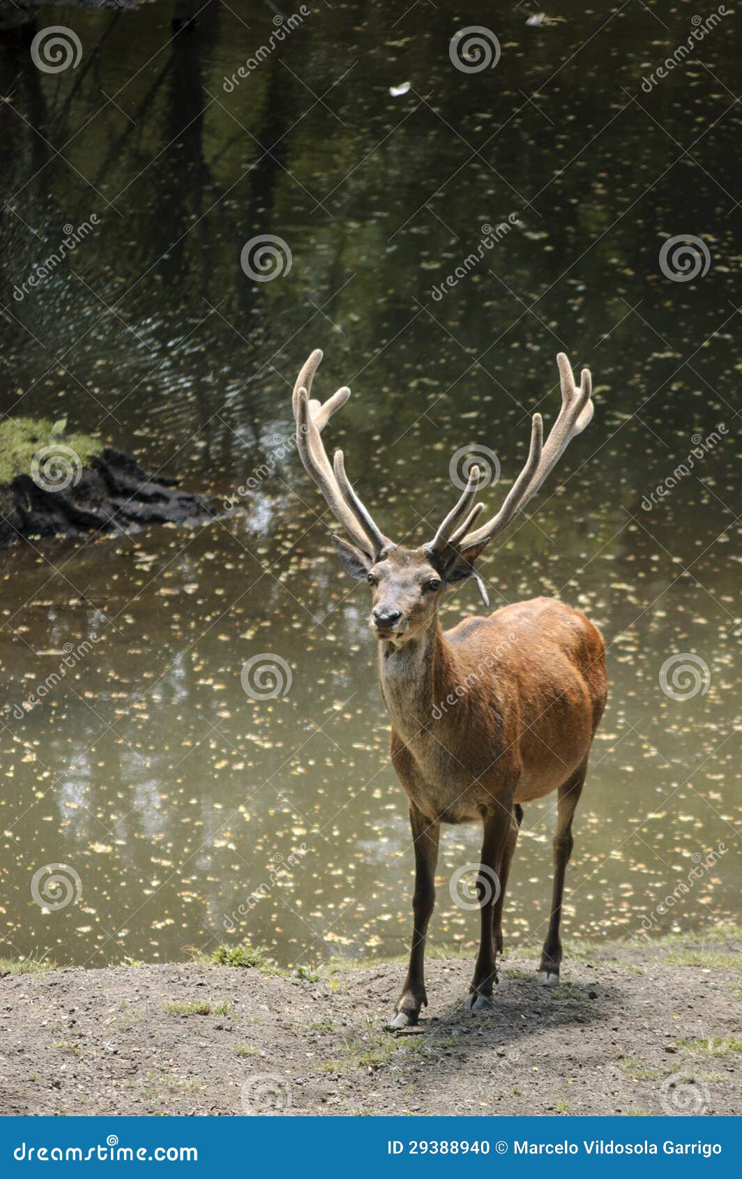 adolescent moose in the huilo huilo national reserve. chile.