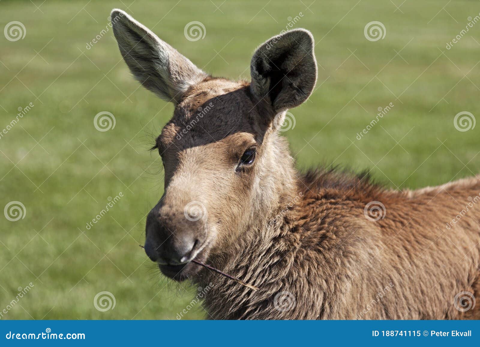 moose calf in natural colors