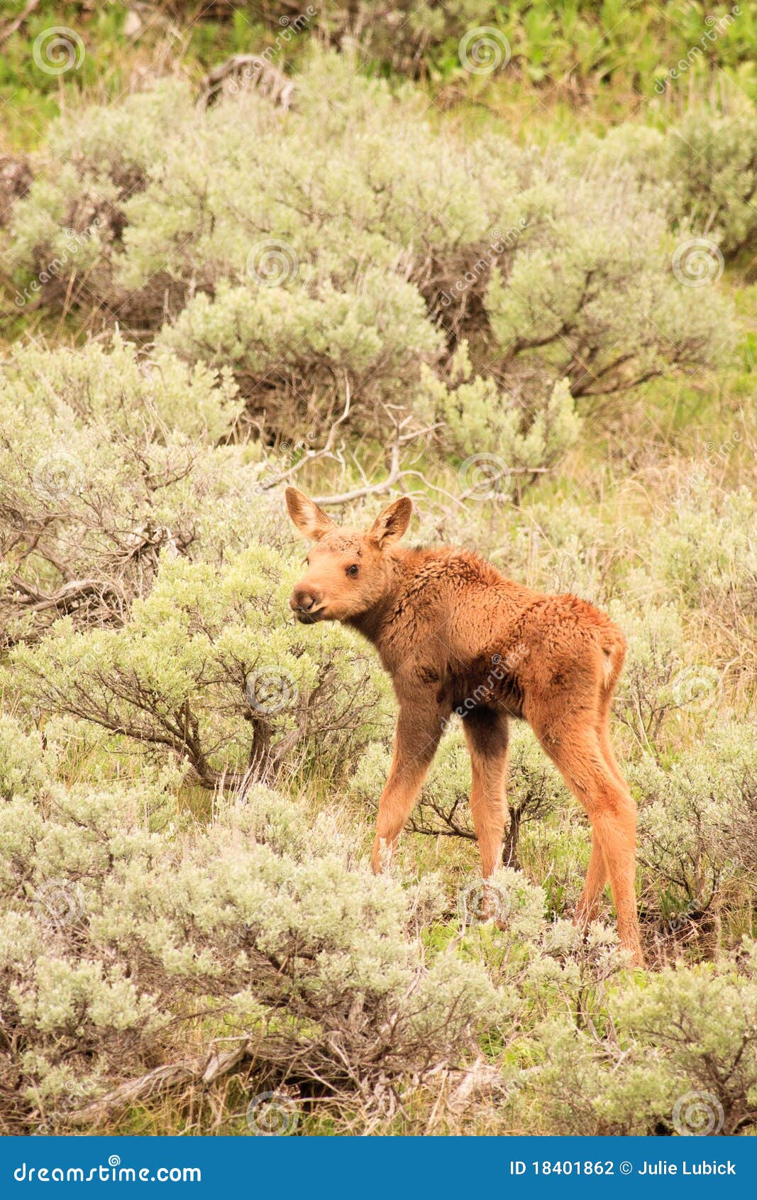 moose calf in sagebrush