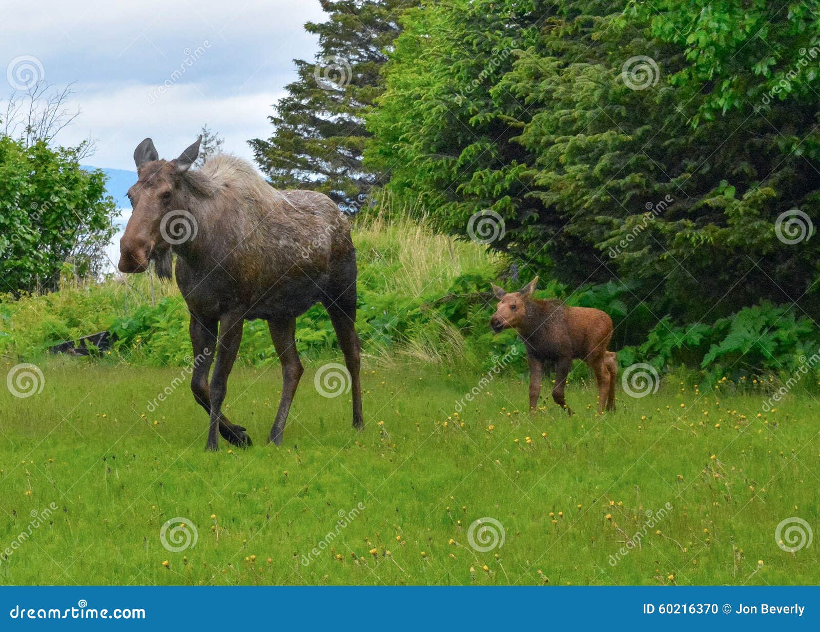 Moose Cow And Calf Emerge From Trees Stock Photo Image Of Wilderness
