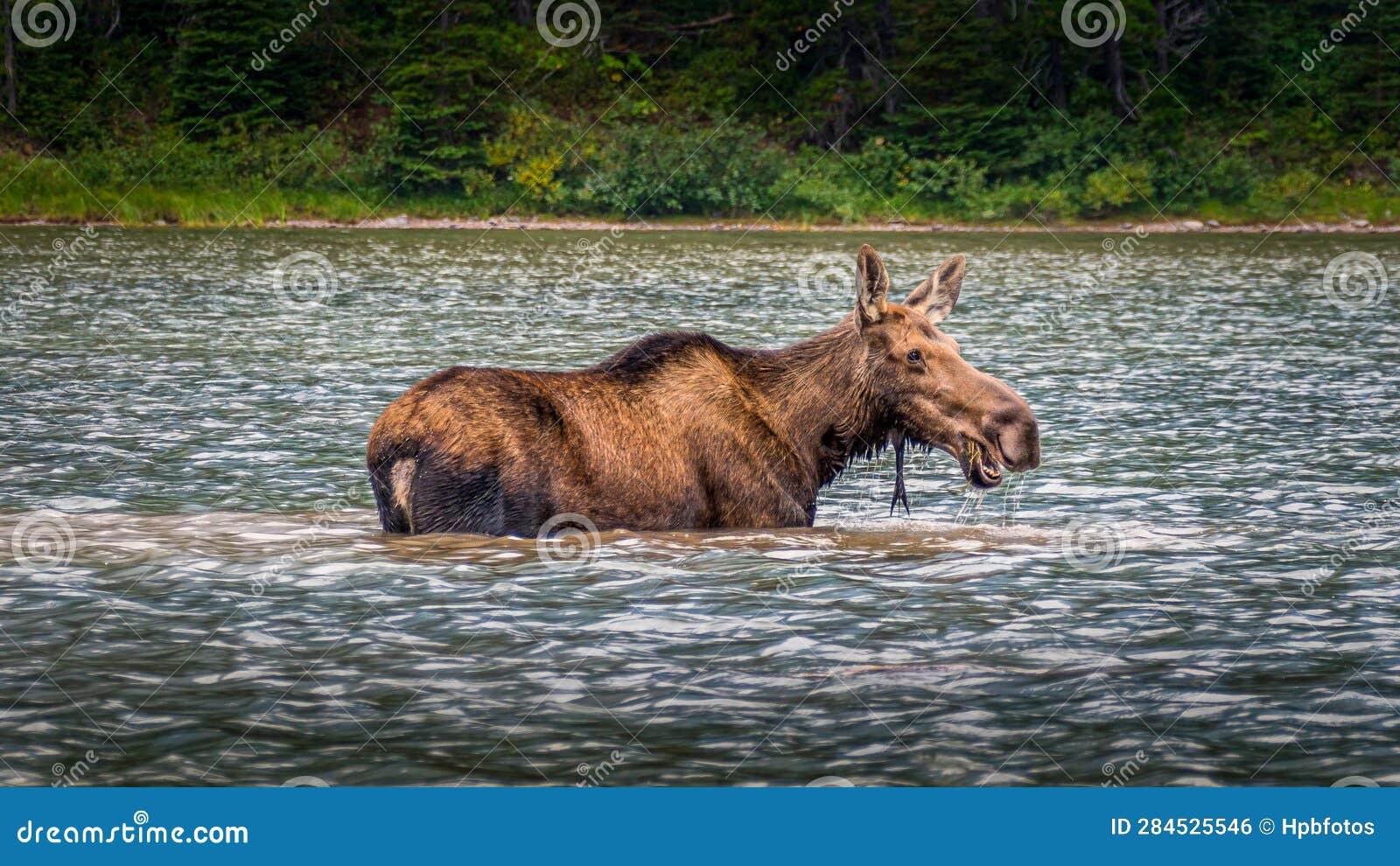moose cow in fishercap lake in glacier national park
