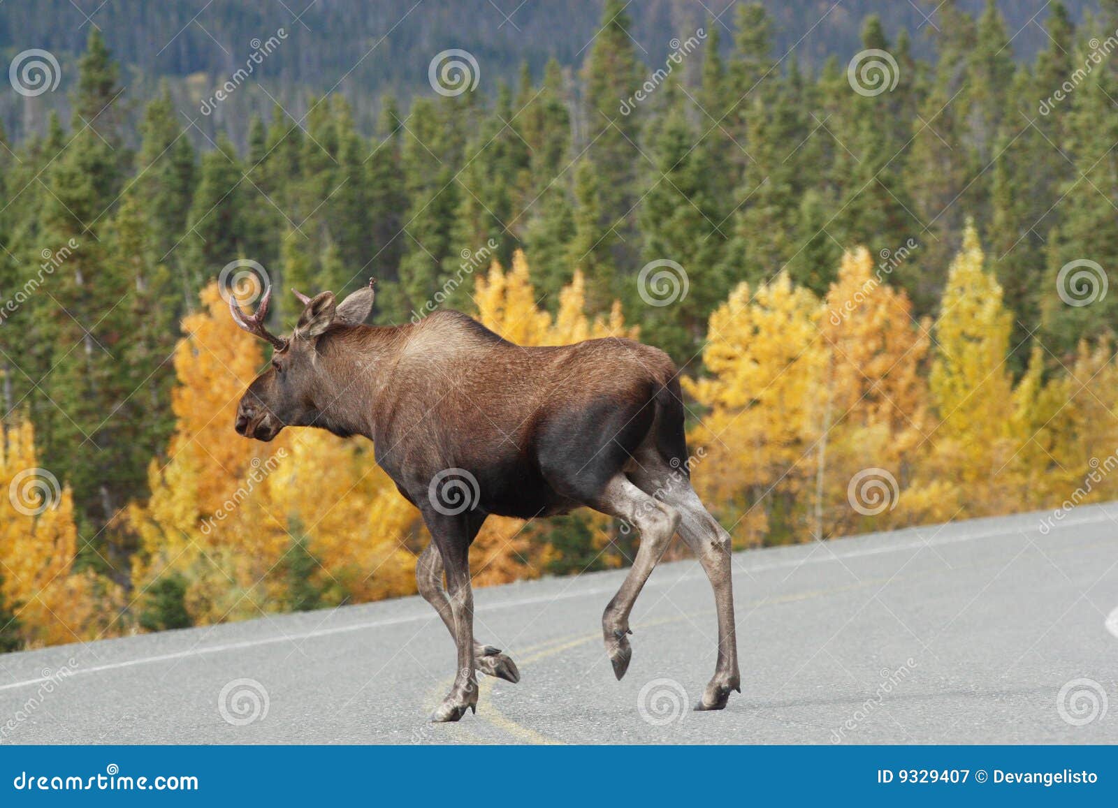 Moose Croosing the Alaska Highway Stock Image Image of alaska, road