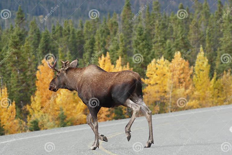 Moose Croosing the Alaska Highway Stock Image Image of alaska, road