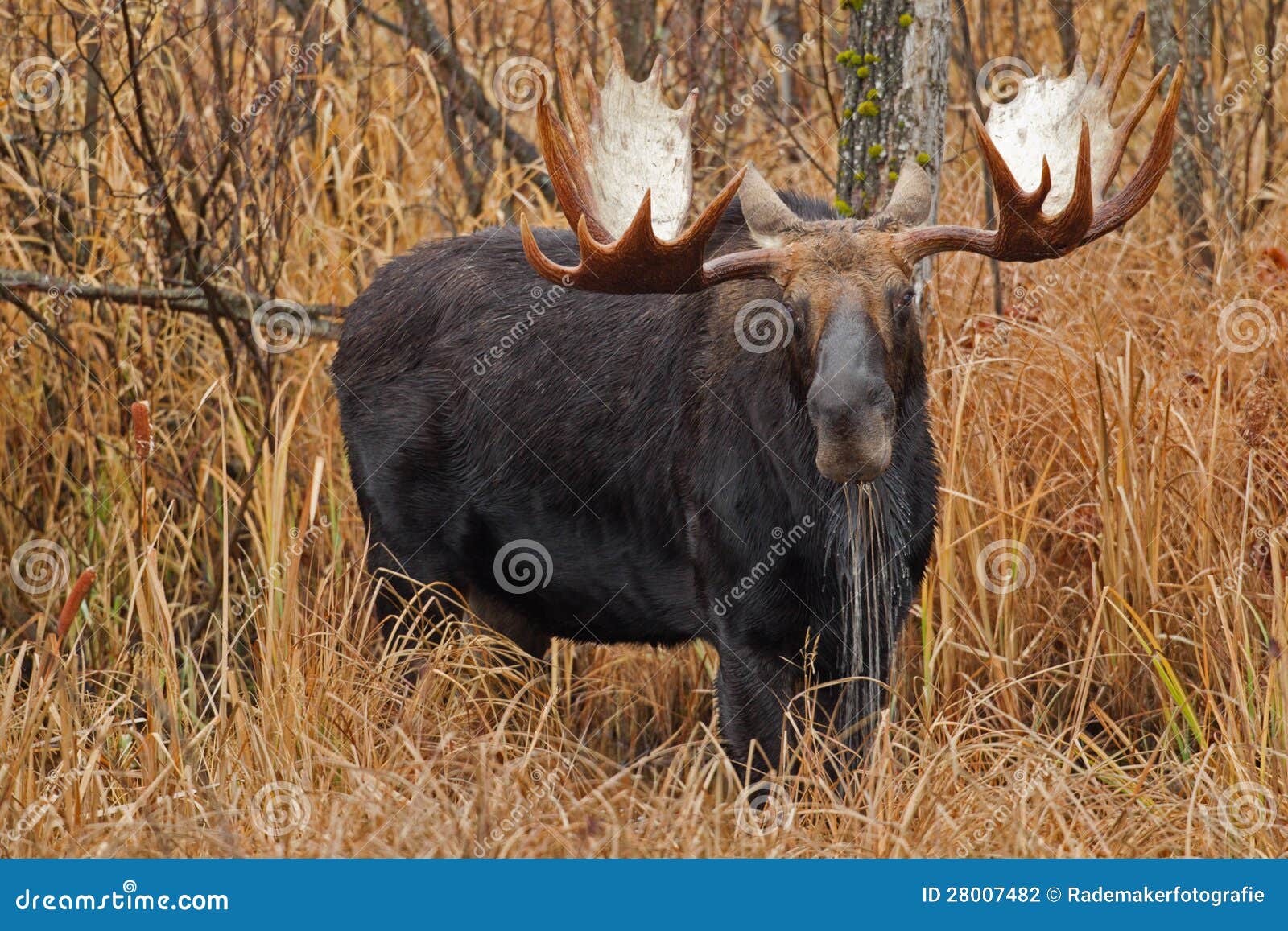 male moose drooling in a swampy area