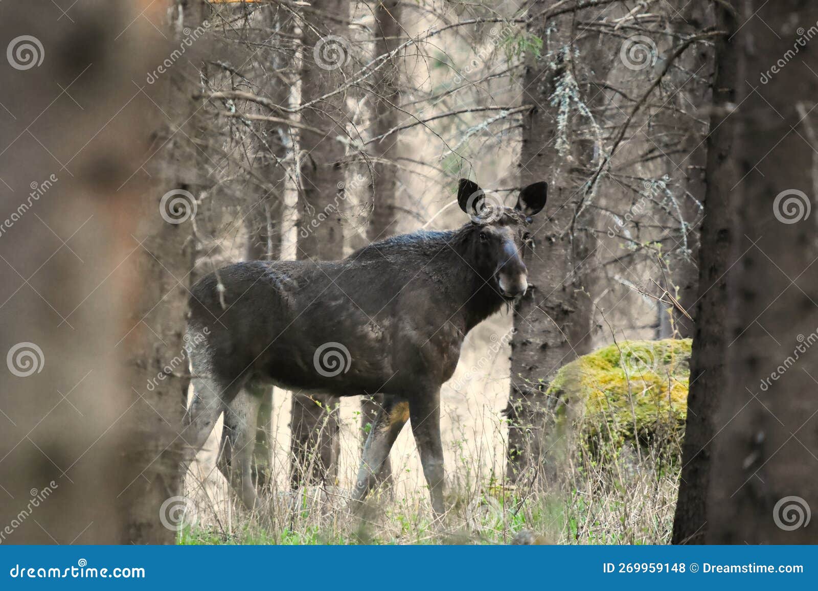 Moose or Elk (Alces Alces) Bull without Antlers in the Forest Stock