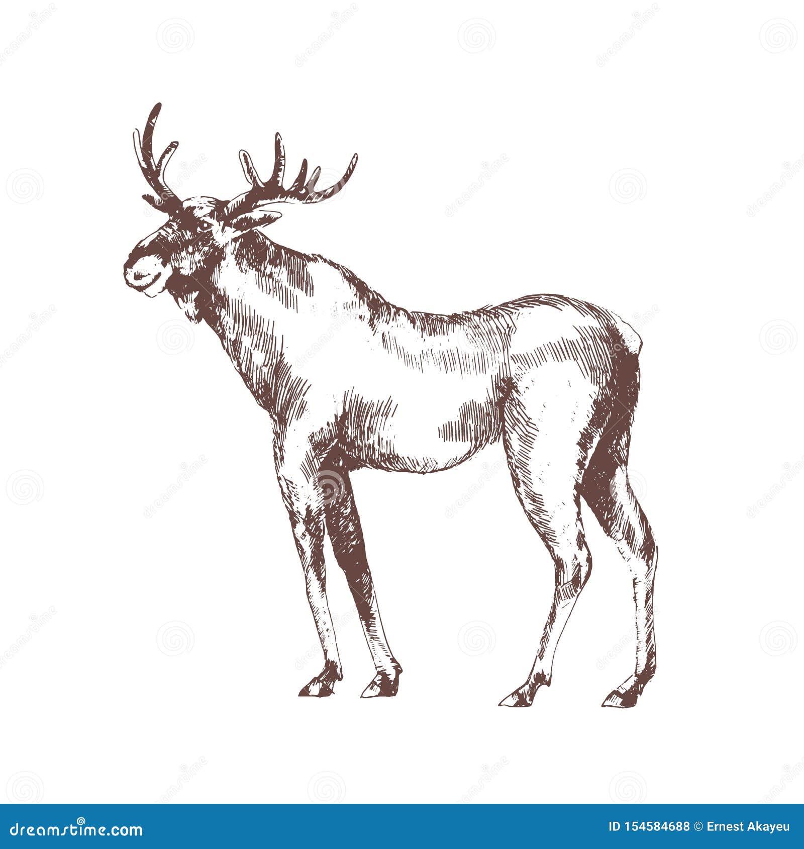 moose or elk hand drawn with contour lines on white background. monochrome sketch drawing of wild forest herbivorous