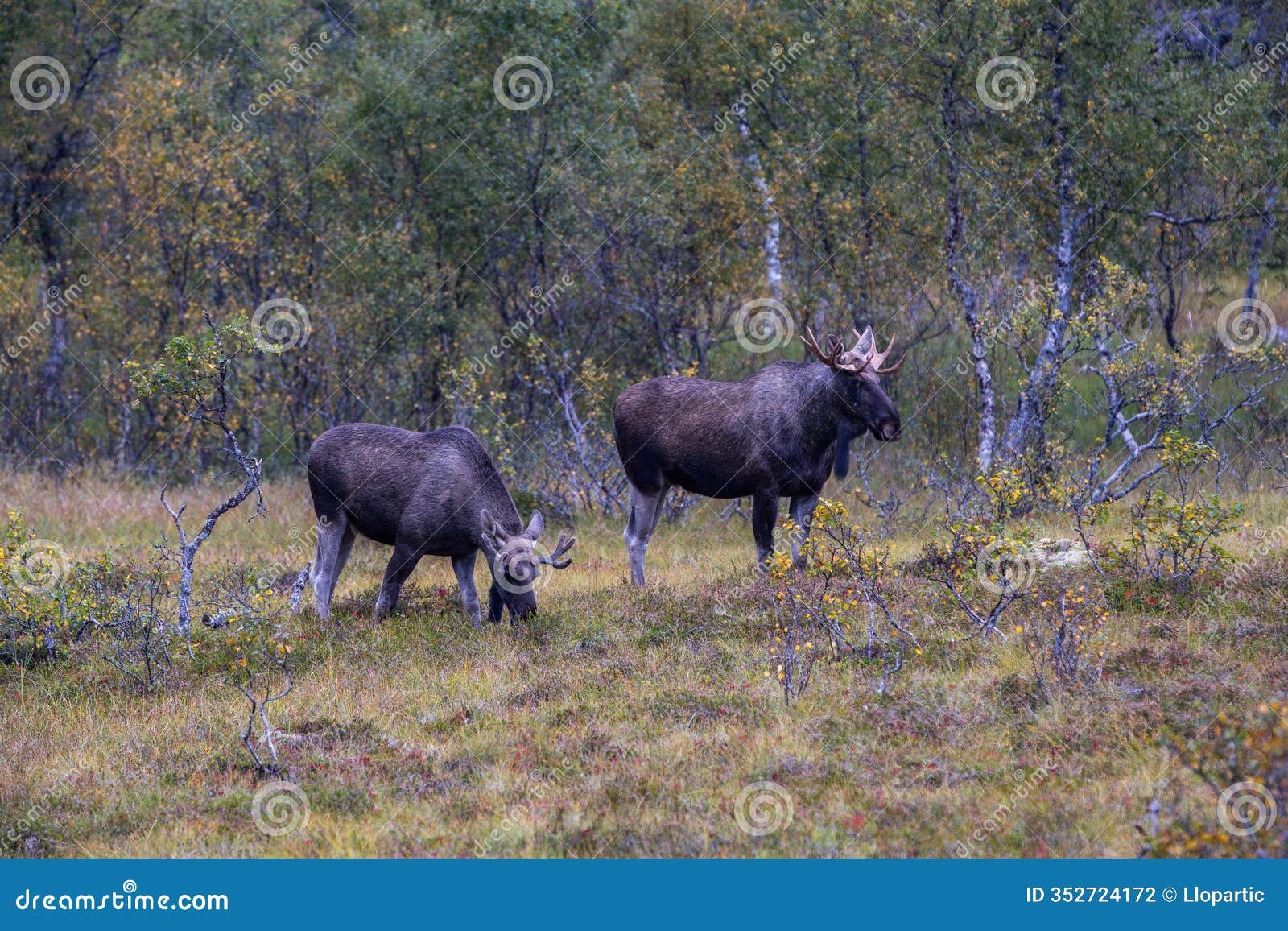 moose grazing in the wild in lofoten islands, norway, surrounded by autumn vegetation and trees