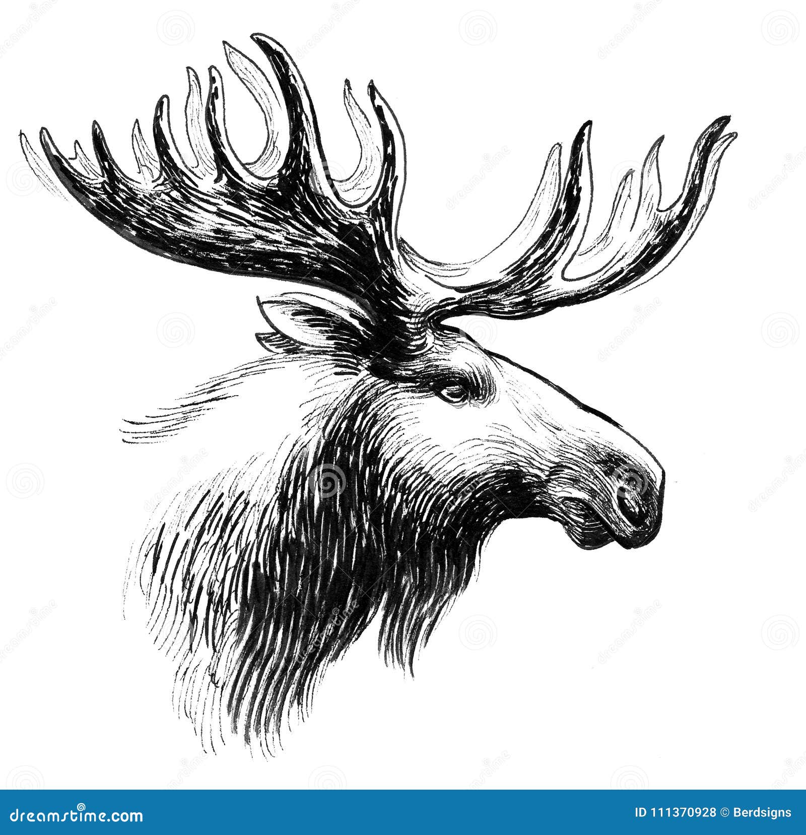 Featured image of post Moose Head Drawings Resin moose deer head antler wall mount ornament mantel staging home decor bronz ebay