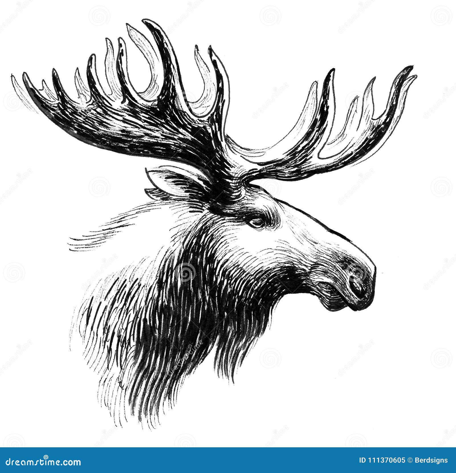 Moose head stock illustration. Illustration of artwork - 111370605