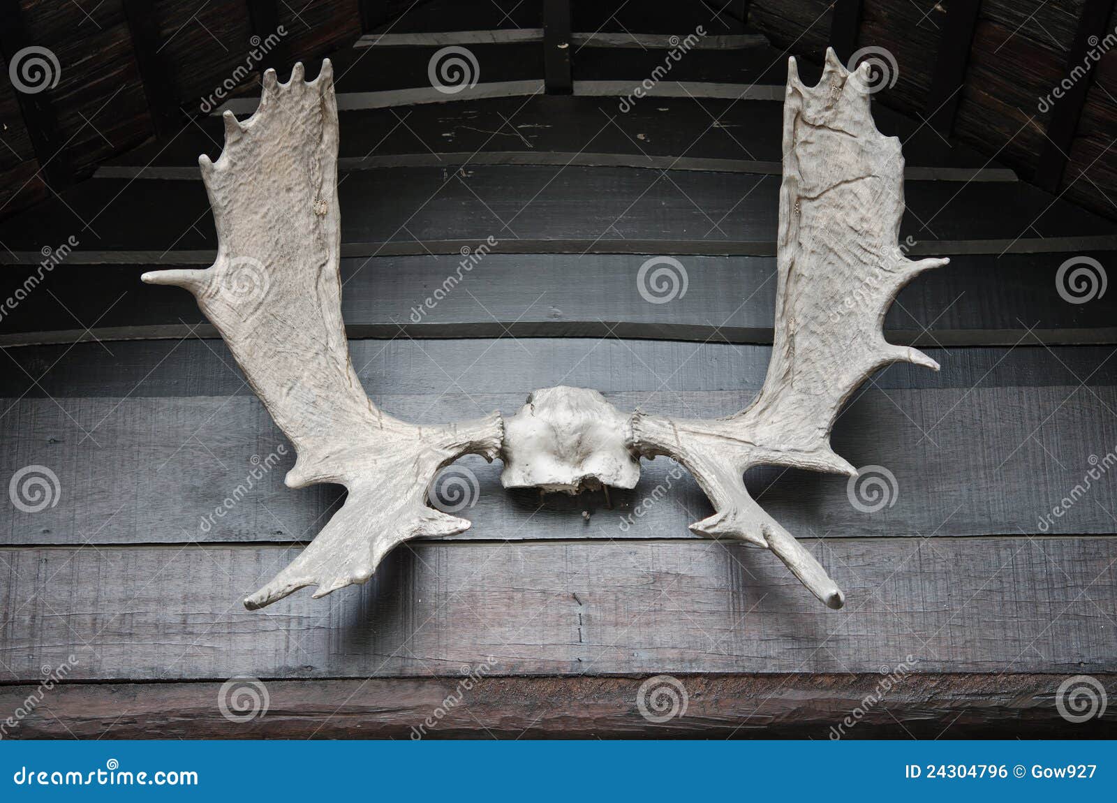 Moose Horn on the wall stock photo. Image of remaining 24304796