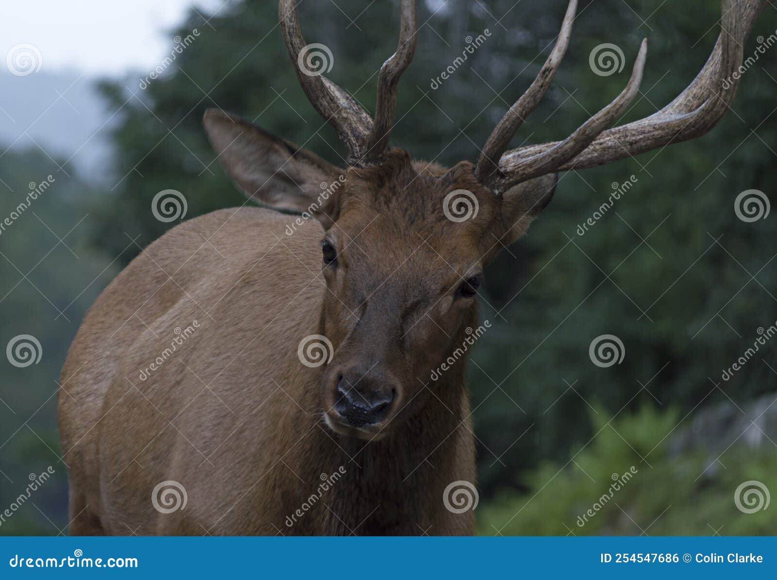 A Moose on the Loose in the Canadian North Wilderness Stock Photo