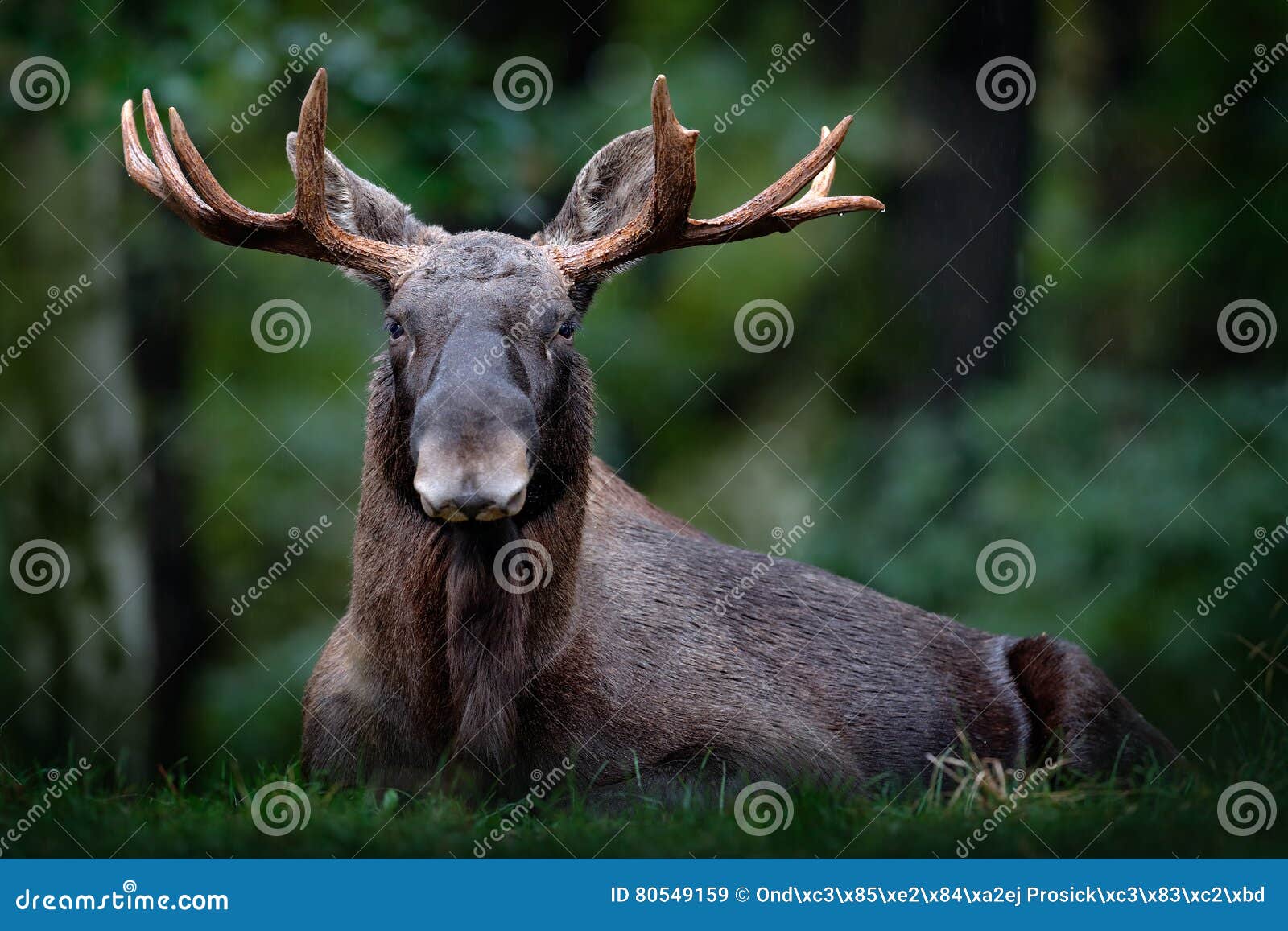 moose, north america, or eurasian elk, eurasia, alces alces in the dark forest during rainy day. beautiful animal in the nature ha