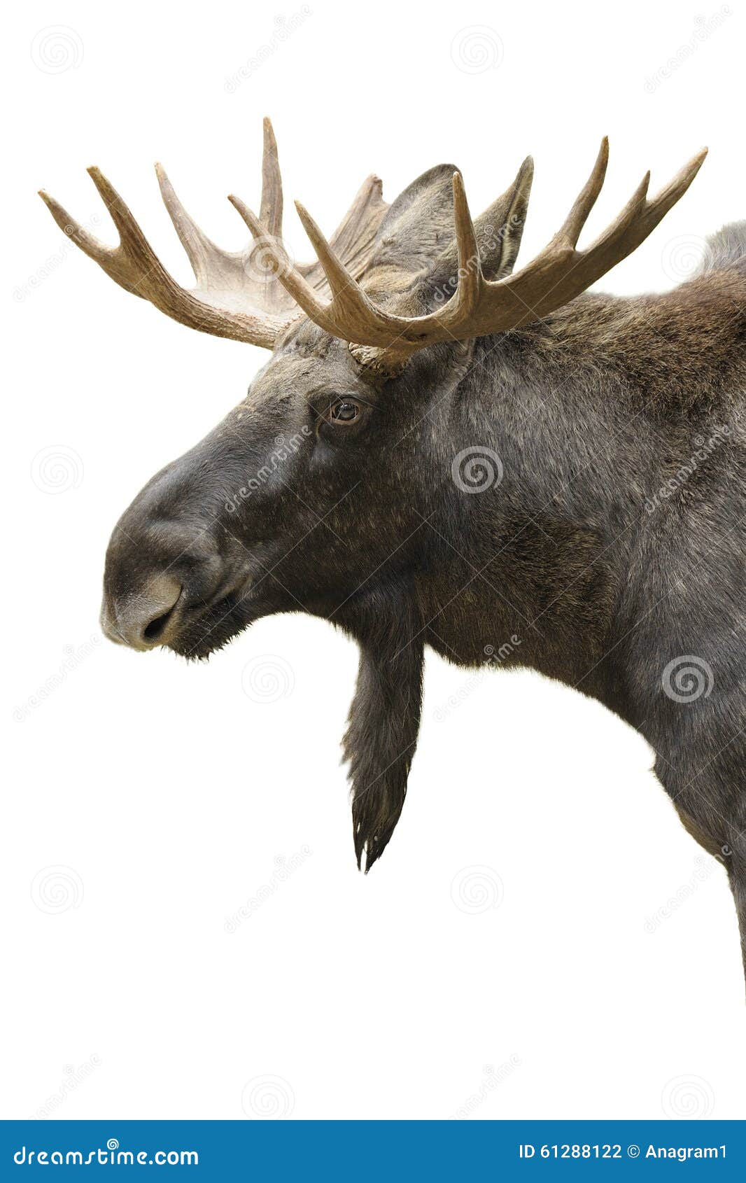 moose portrait 