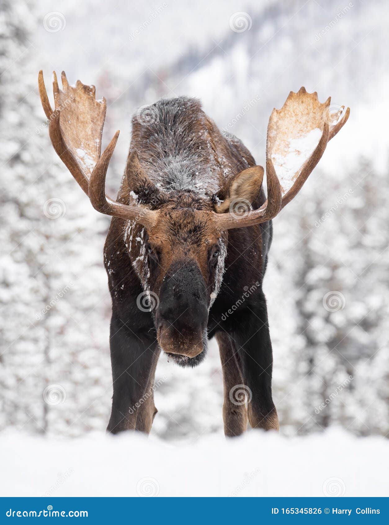 moose in snow in jasper canada