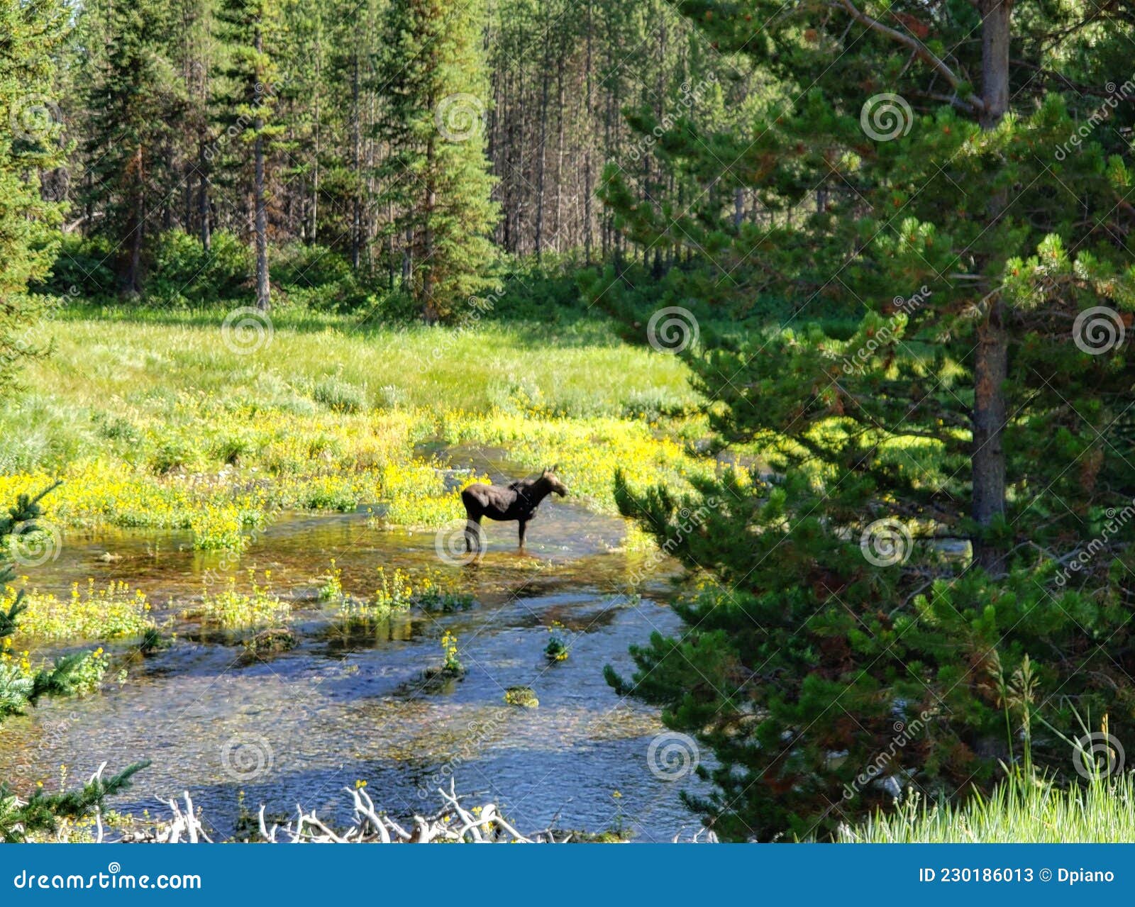 moose in the springs near island park idaho