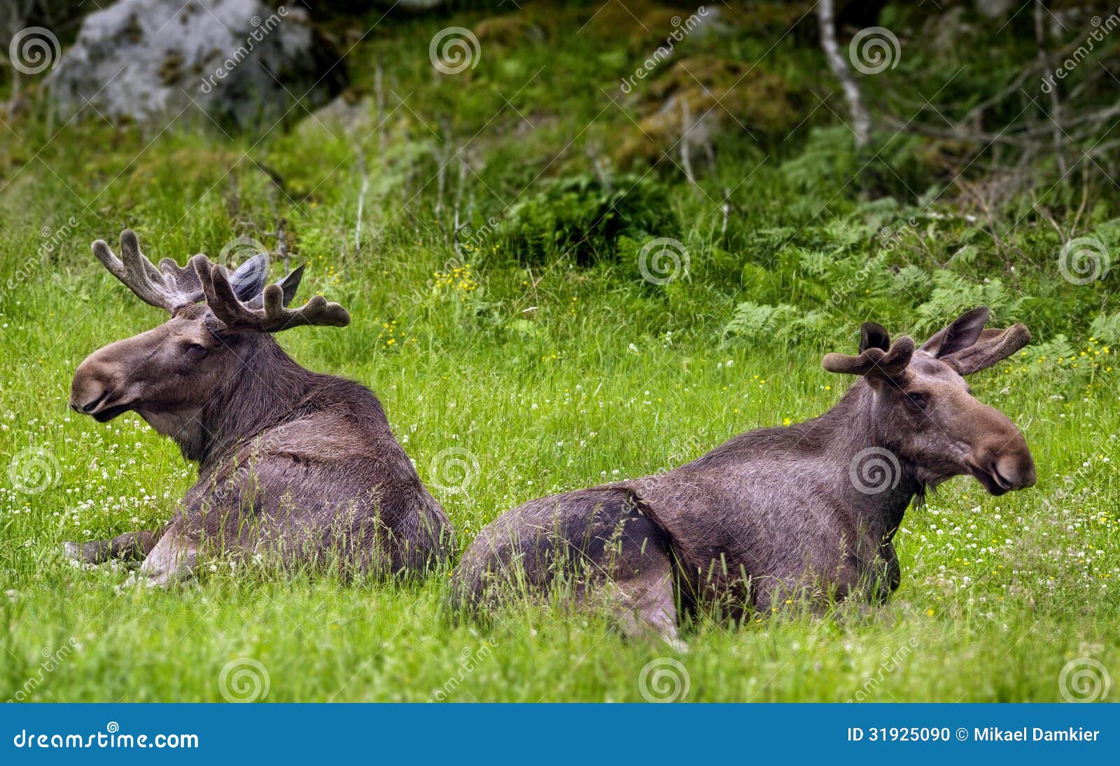 moose in sweden