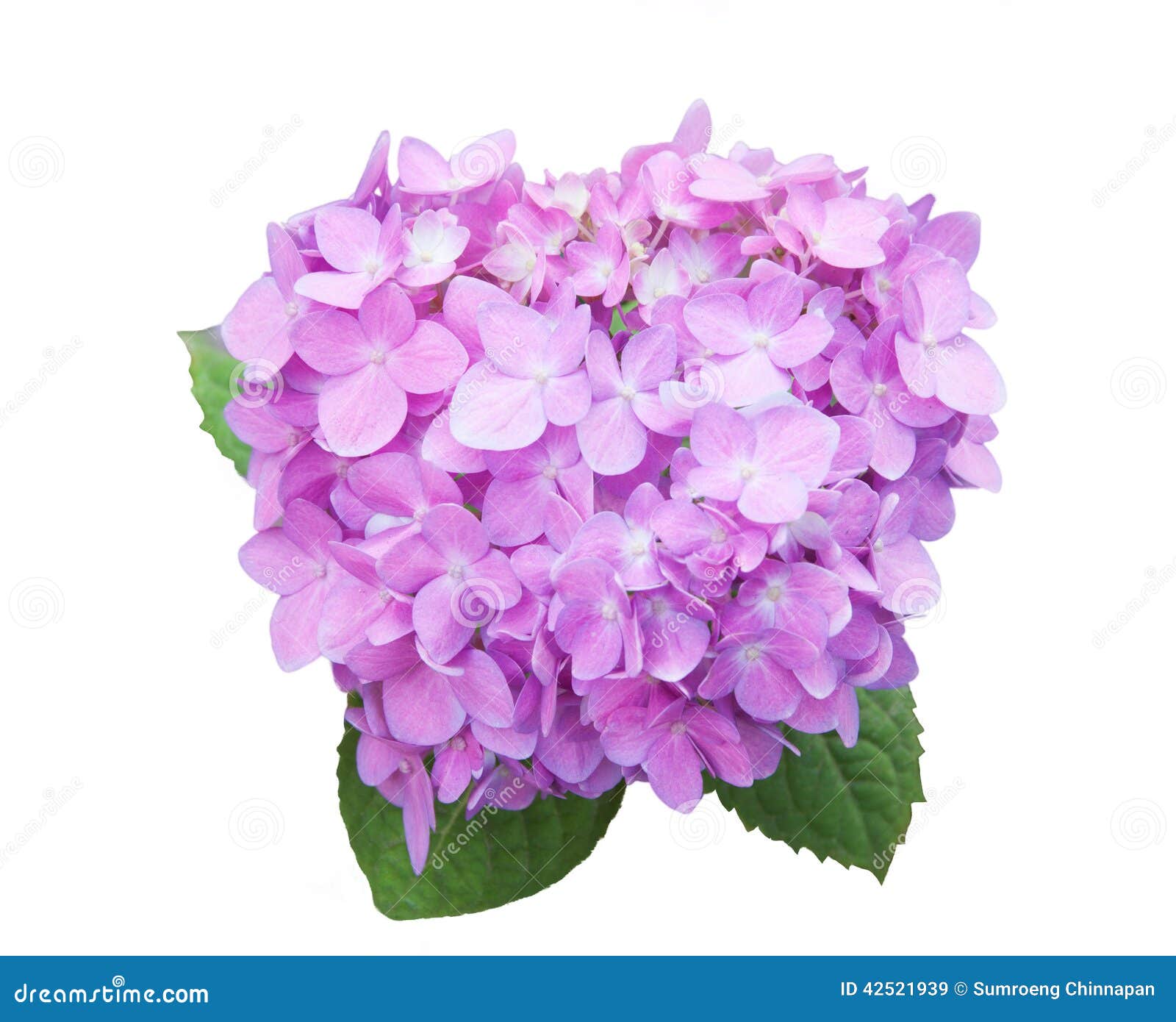 Mop head hydrangea flower stock image. Image of white 42521939