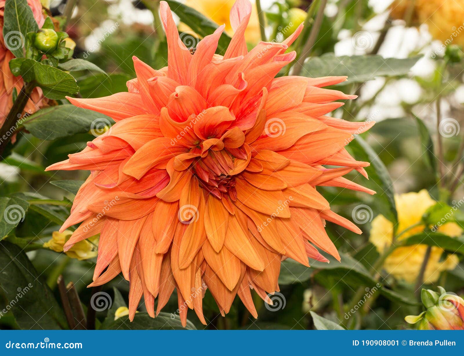 mophead dahlia growing in a bed of various dahlias